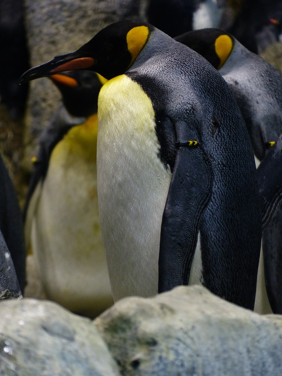 king penguin penguin aptenodytes patagonicus free photo