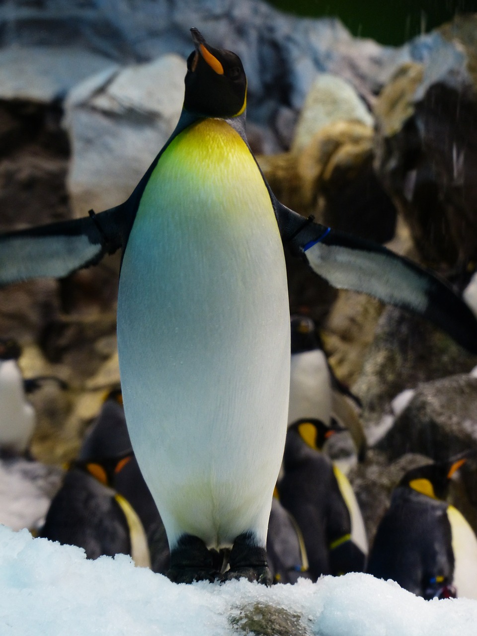 king penguin penguin breast free photo