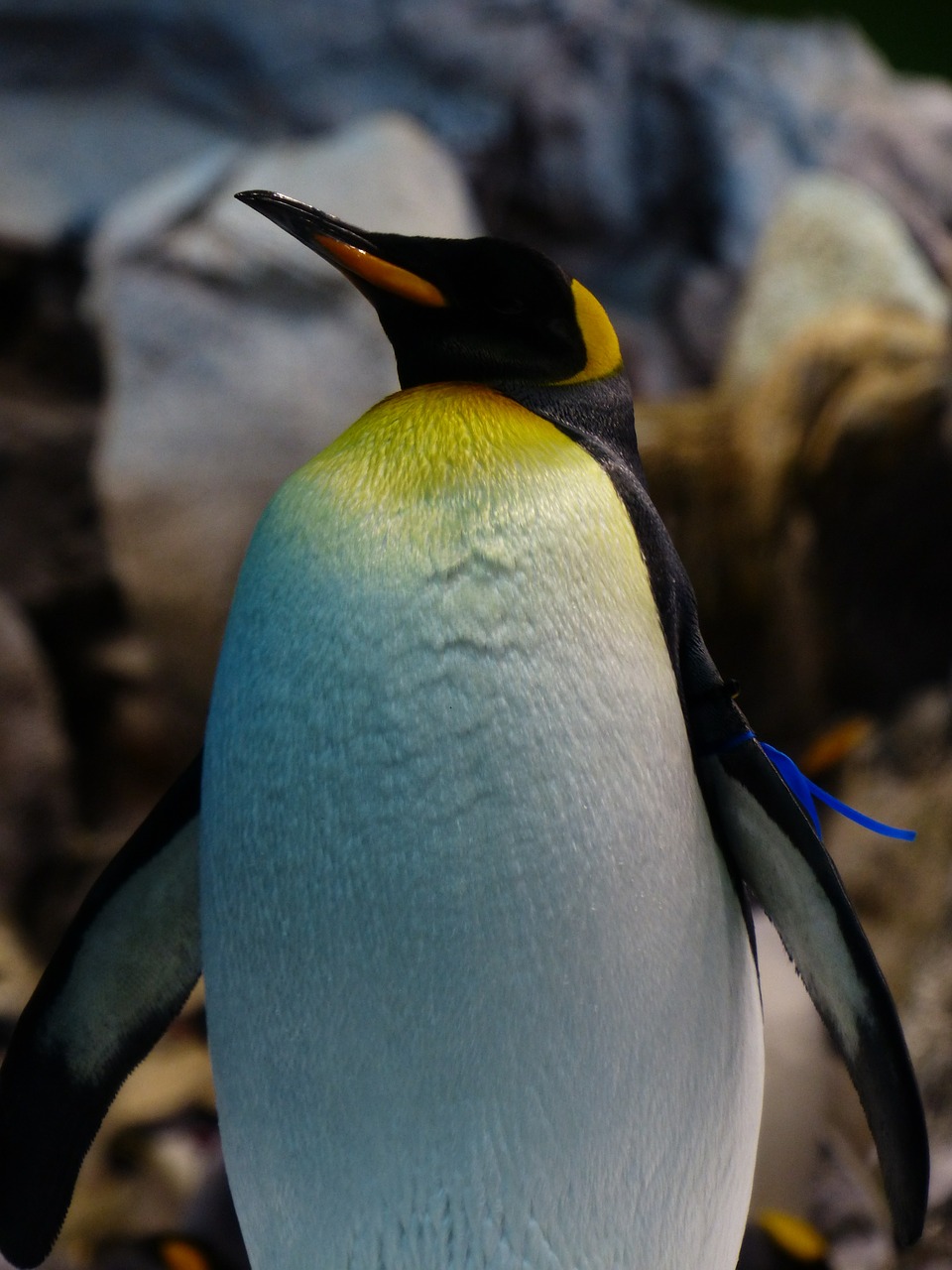 king penguin penguin aptenodytes patagonicus free photo