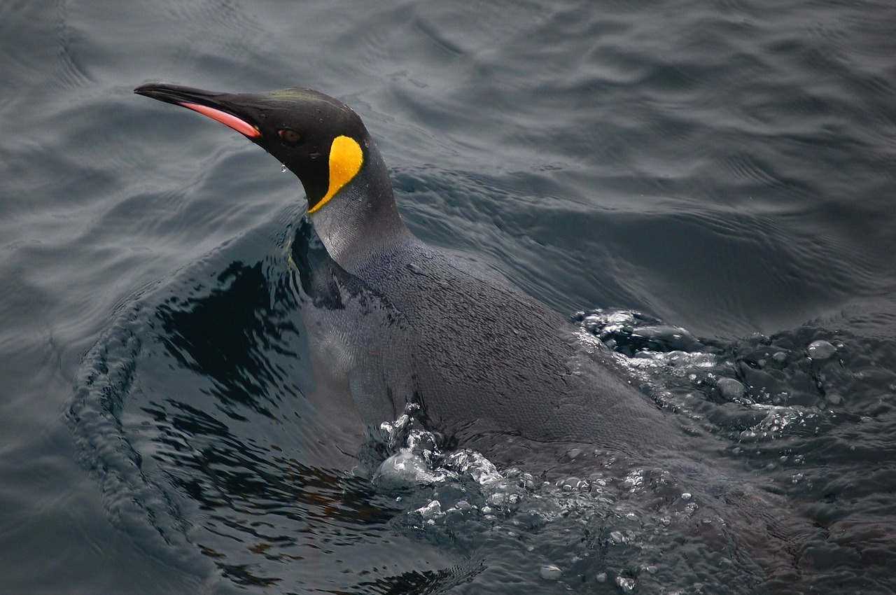 king penguin sea ocean free photo