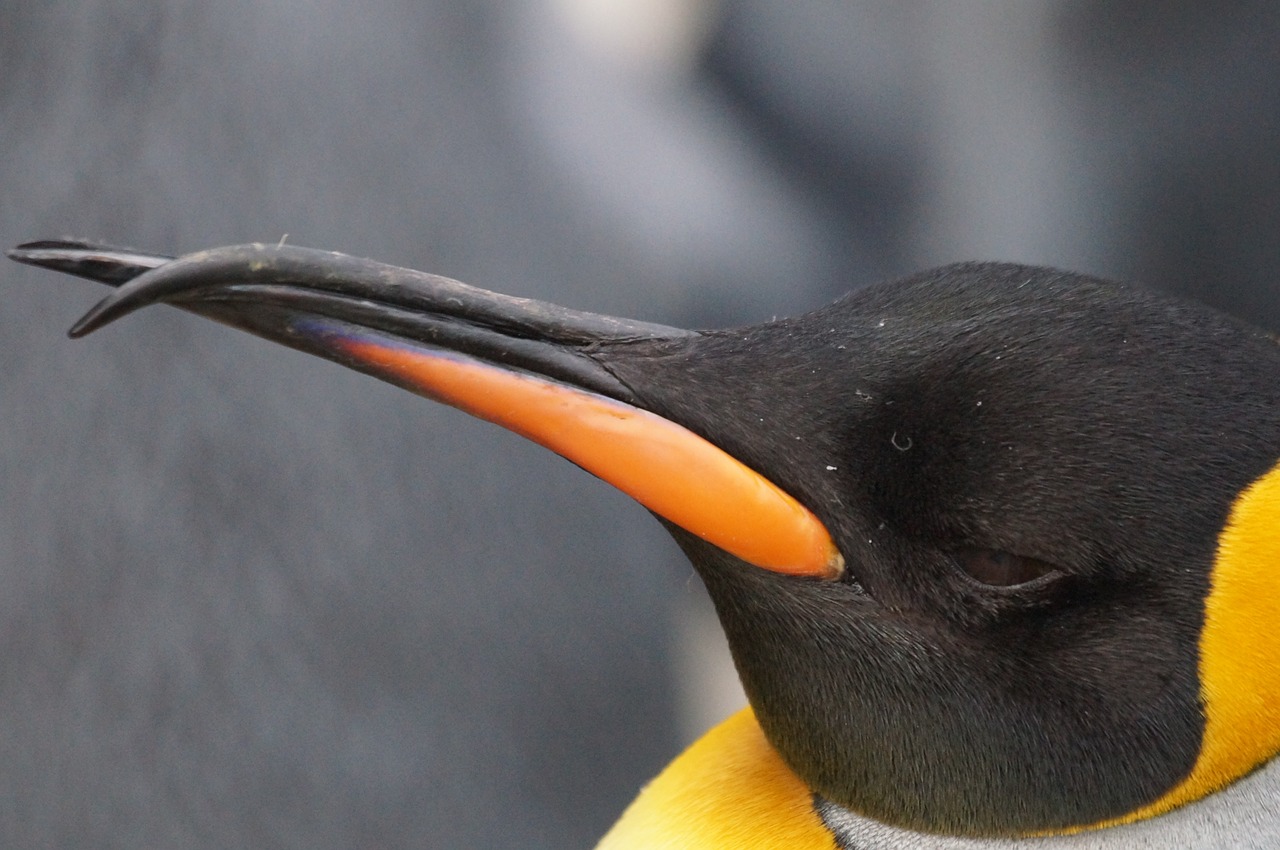 king penguin beautiful malformation free photo
