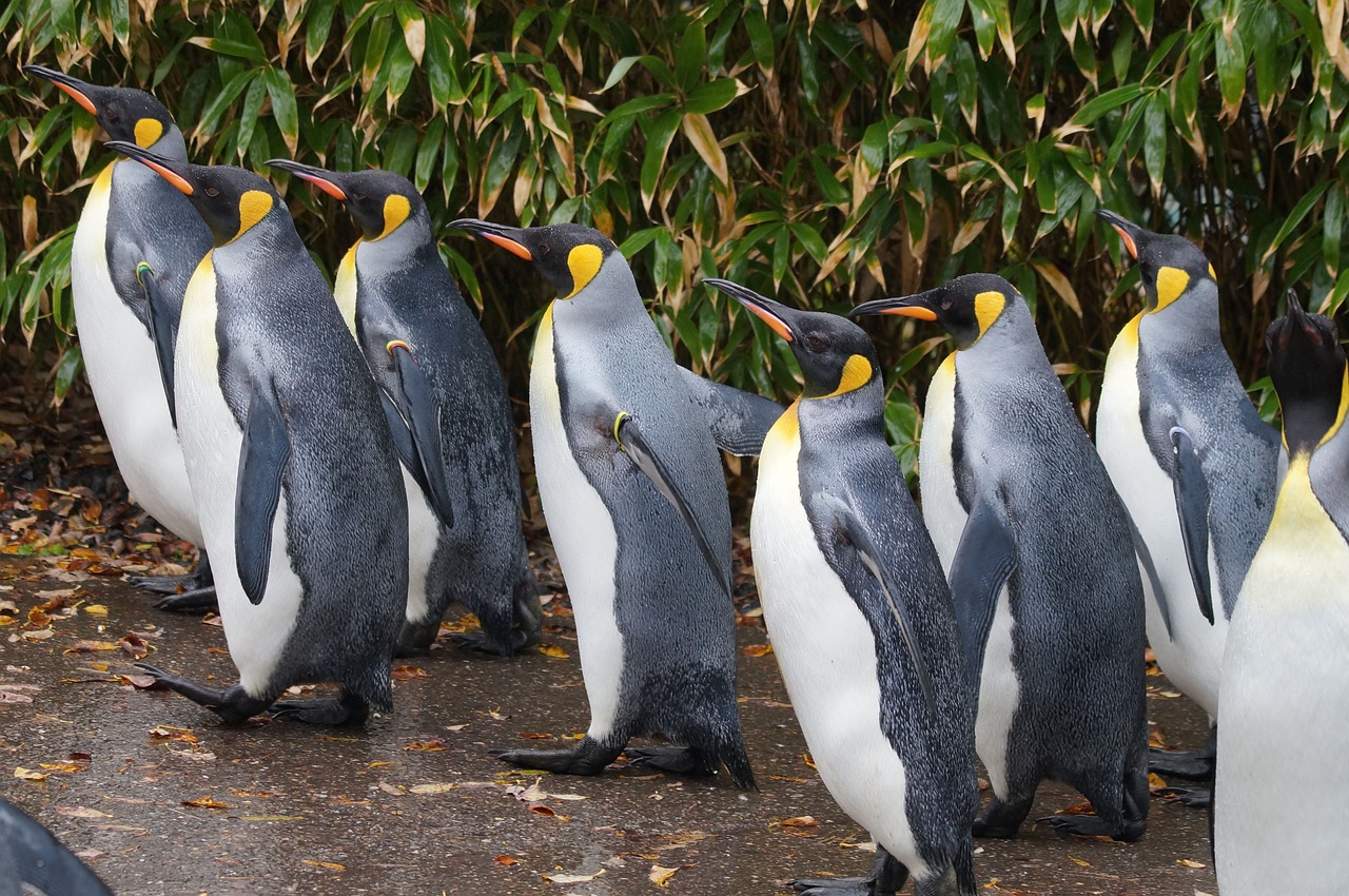 king penguin zoo walk free photo