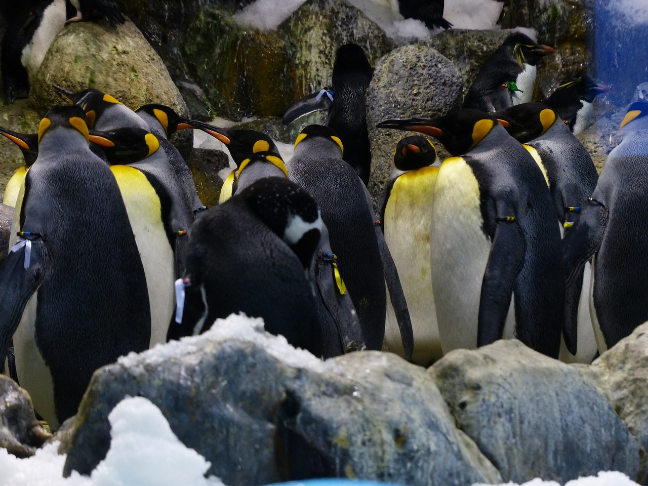 king penguins penguins penguin group free photo