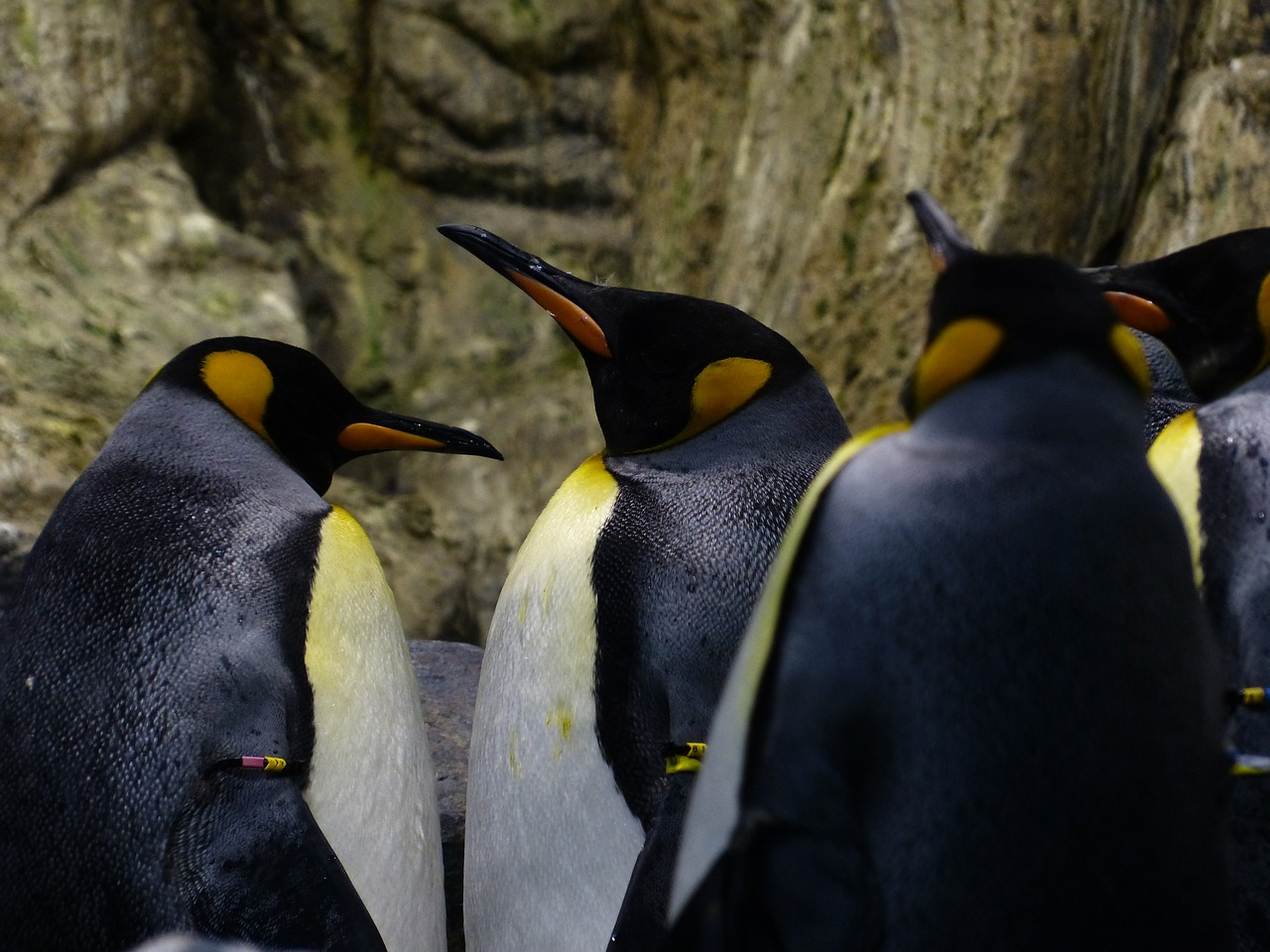 king penguins penguins beaks free photo