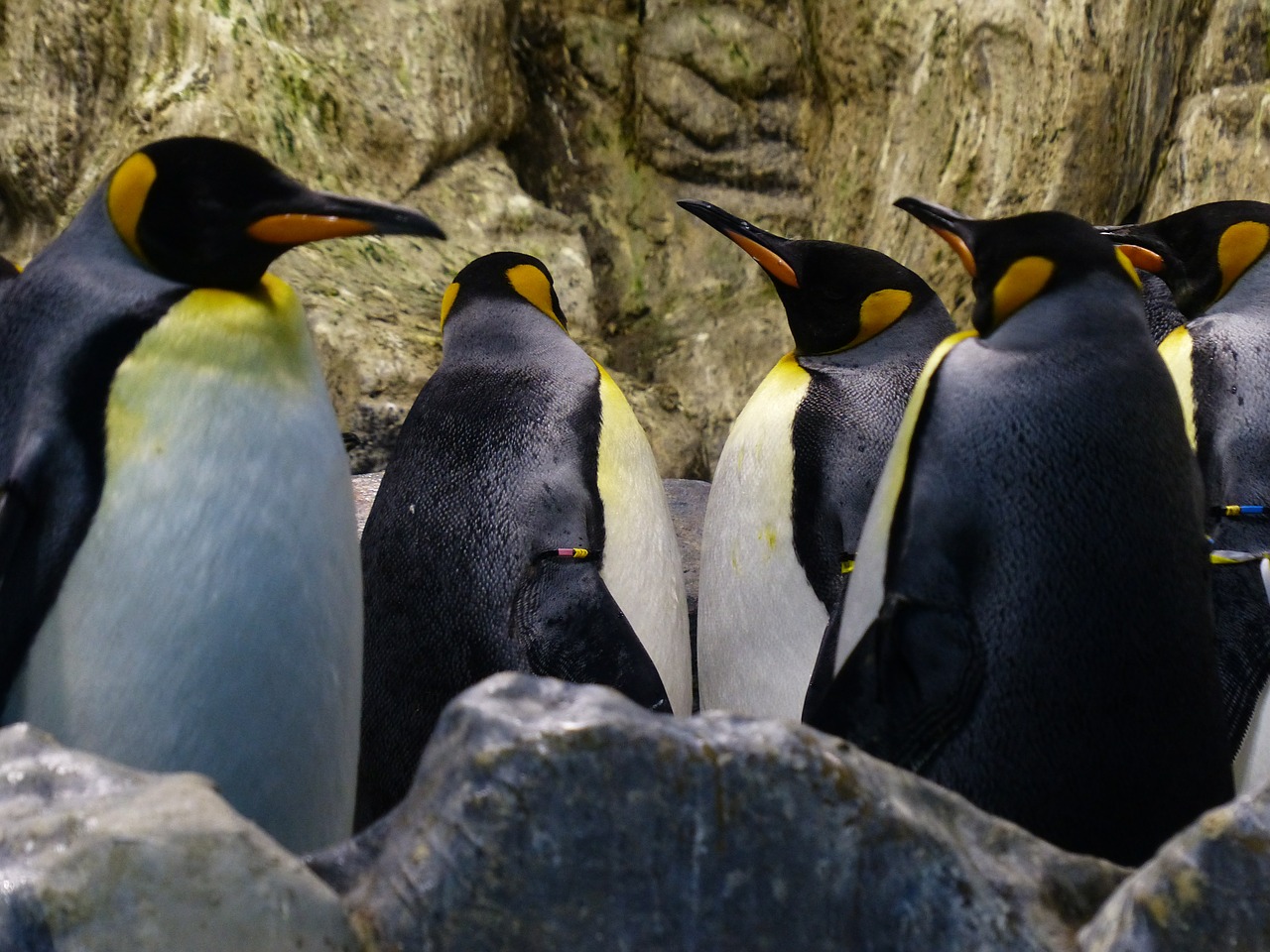 king penguins penguins aptenodytes patagonicus free photo