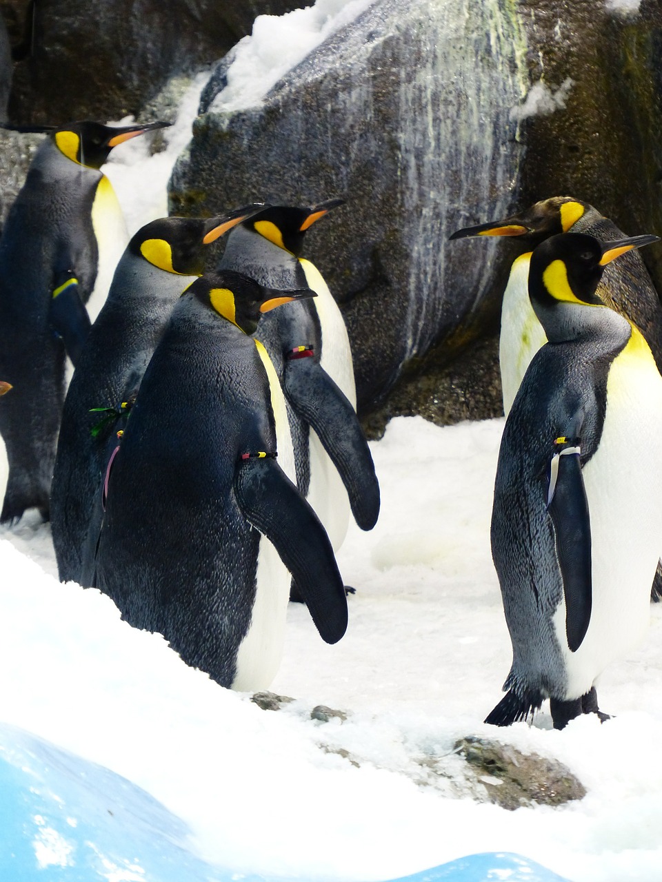 king penguins penguins aptenodytes patagonicus free photo