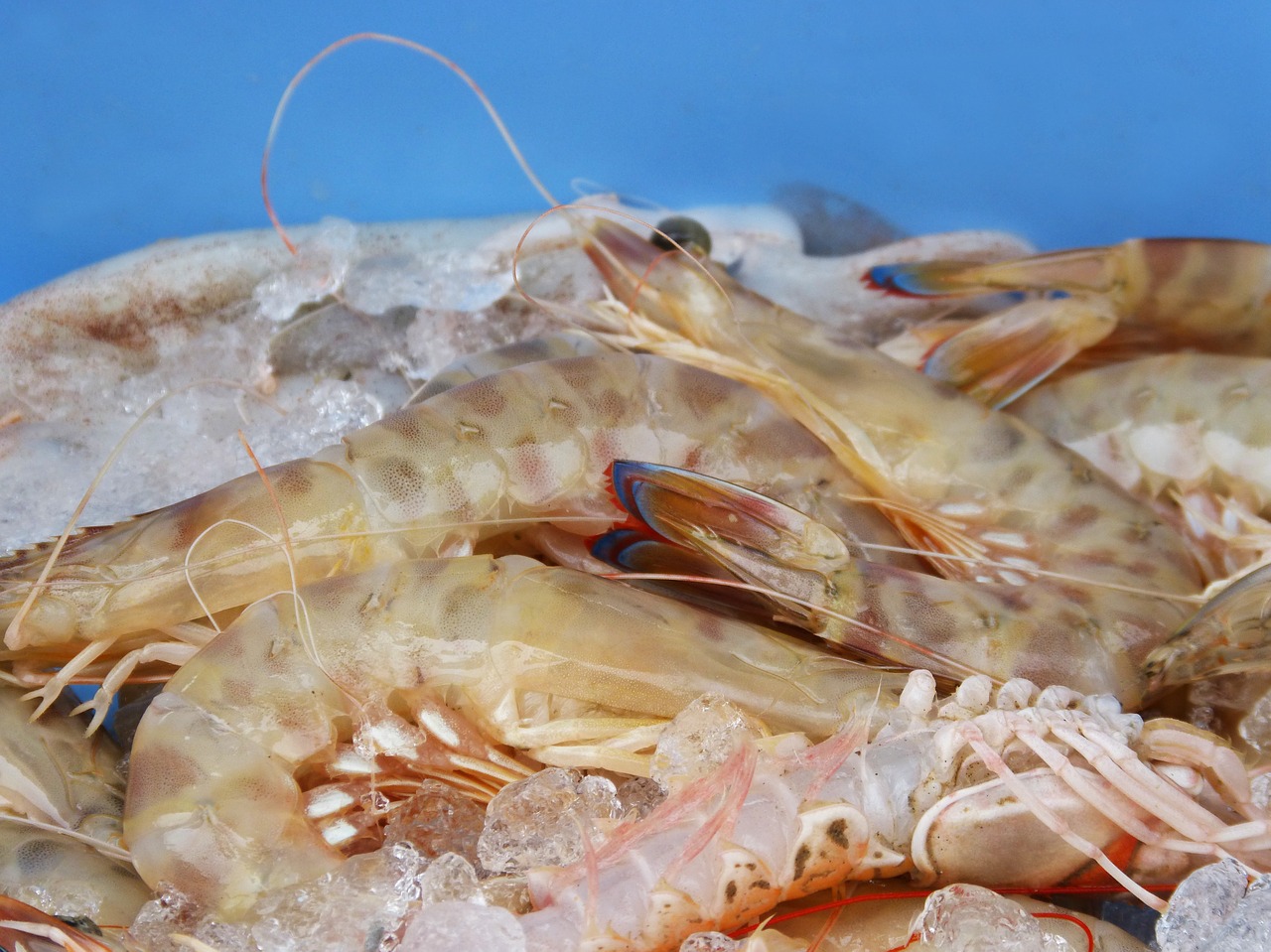 king prawns fresh fish mediterranean diet free photo