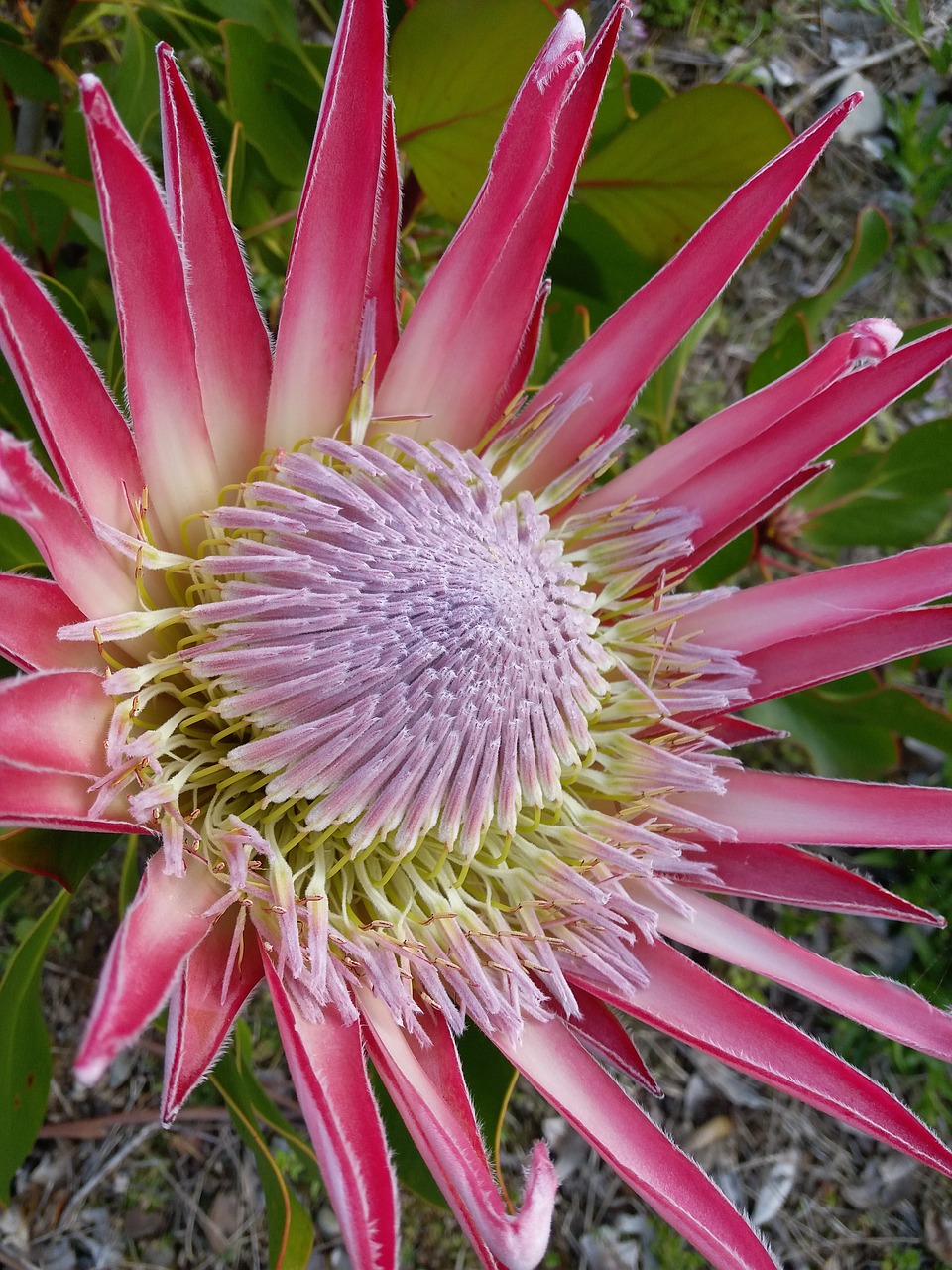 king protea pistil flower free photo