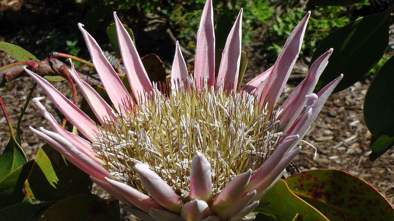 king protea flower south africa free photo