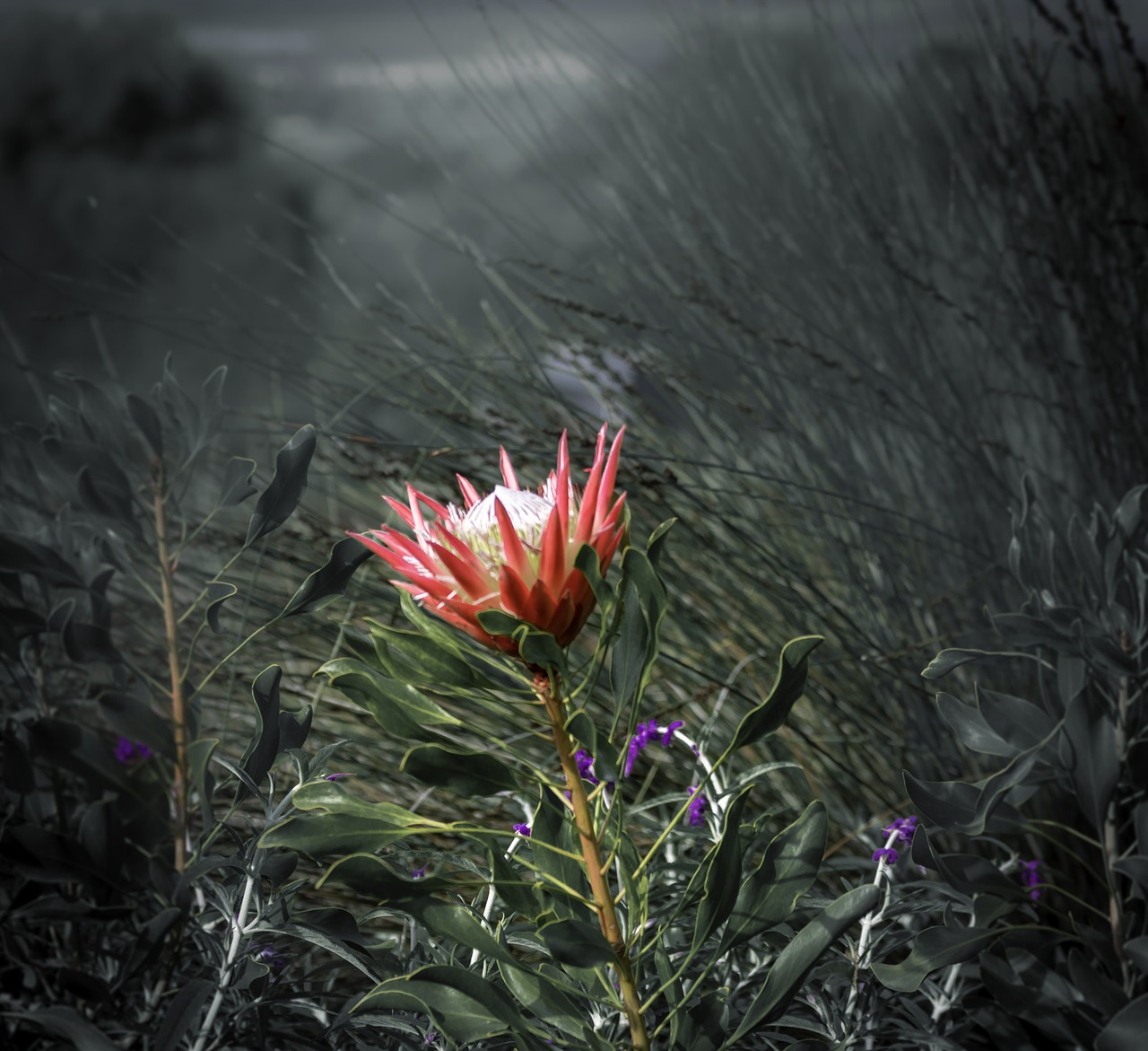 king protea  flower  natural free photo