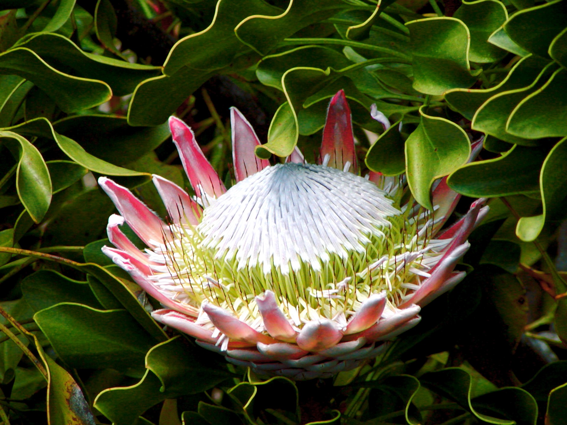 protea king protea flower free photo