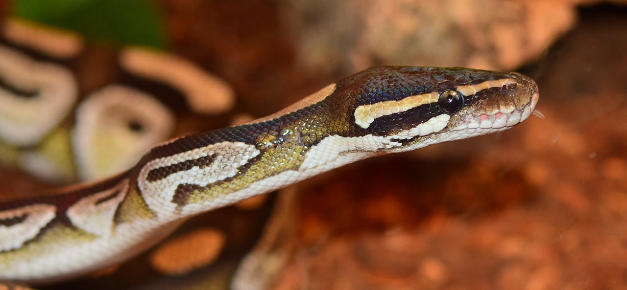 king python mojave snake free photo