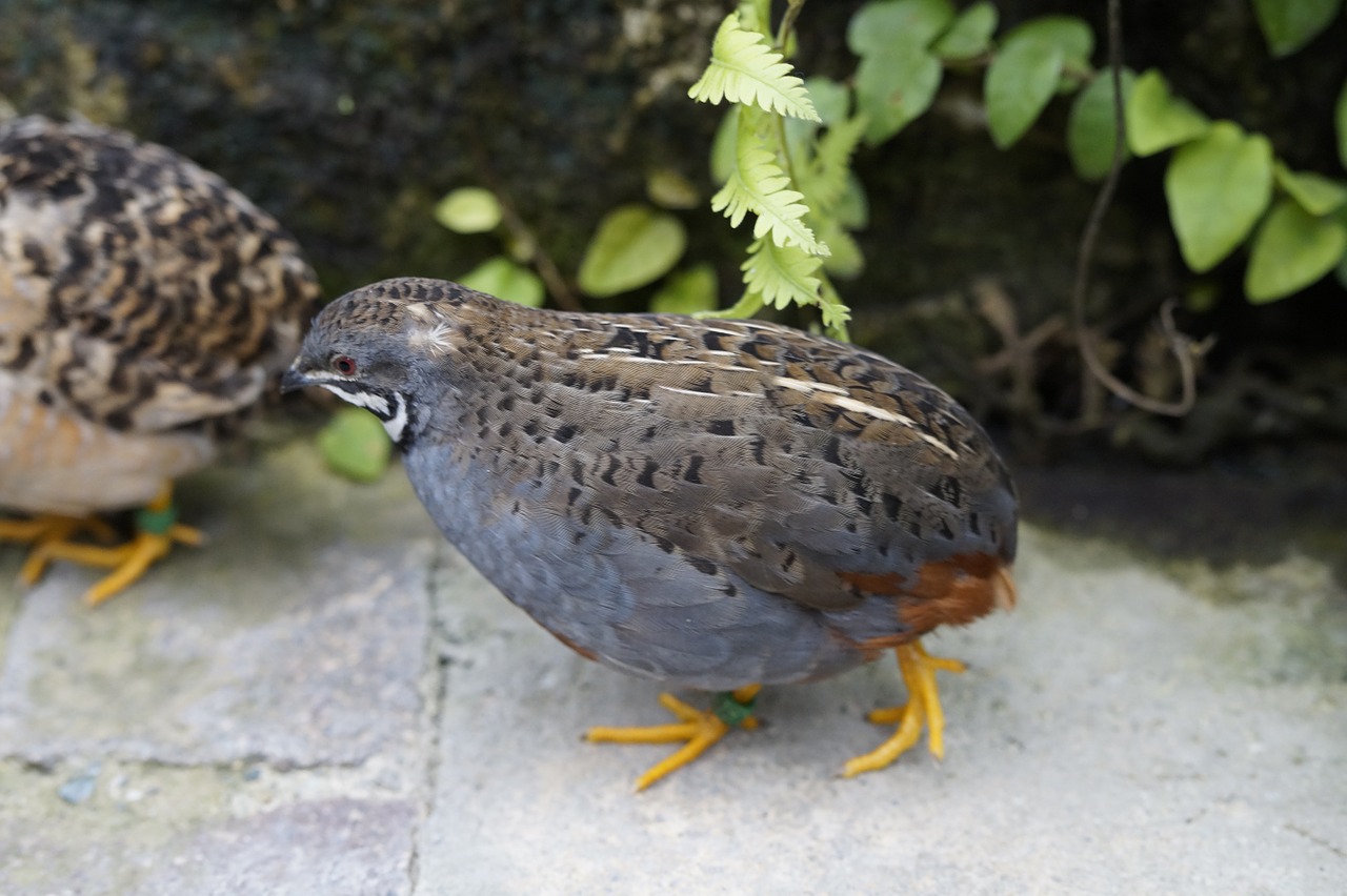 king quail species pheasant-like free photo
