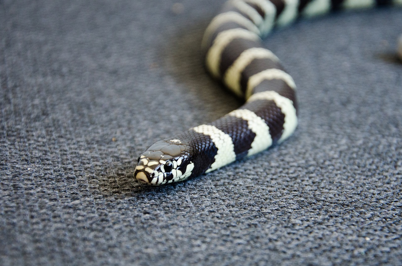 king snake snake reptile free photo