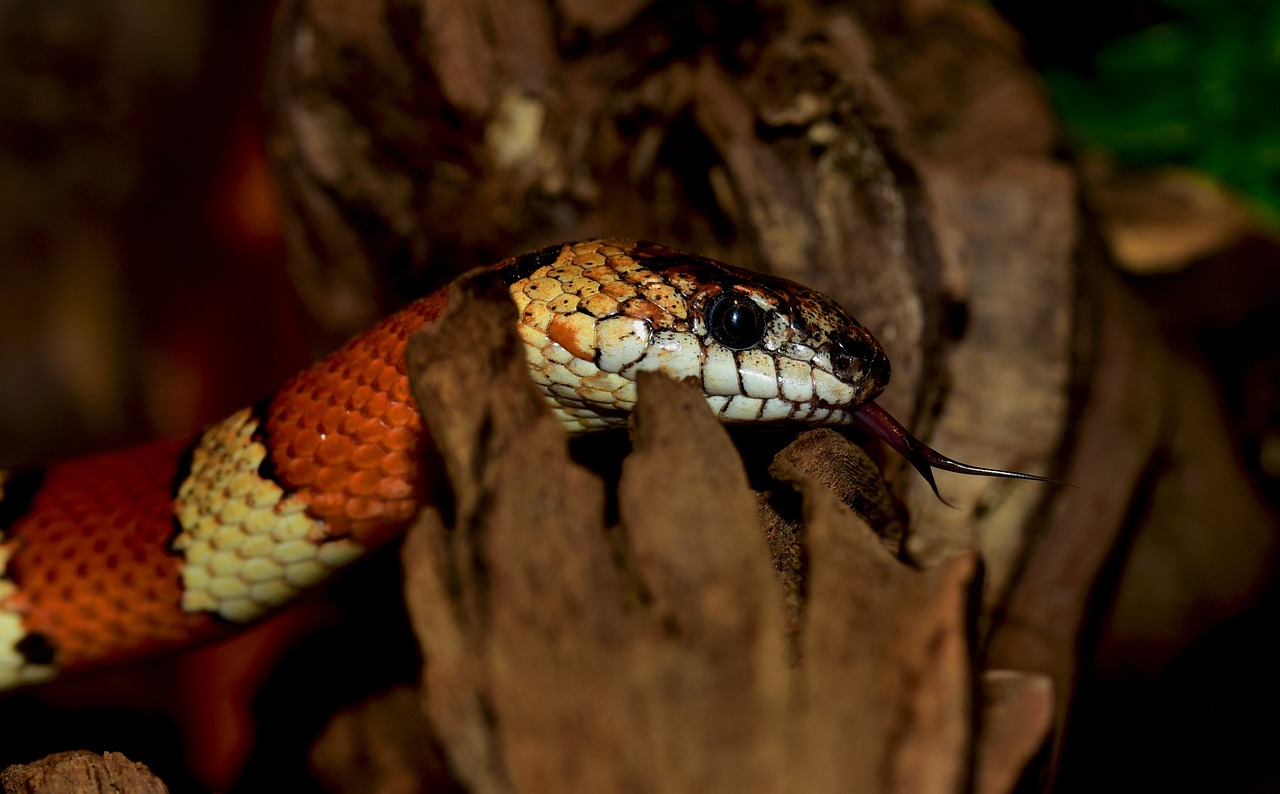 king snake snake banded free photo
