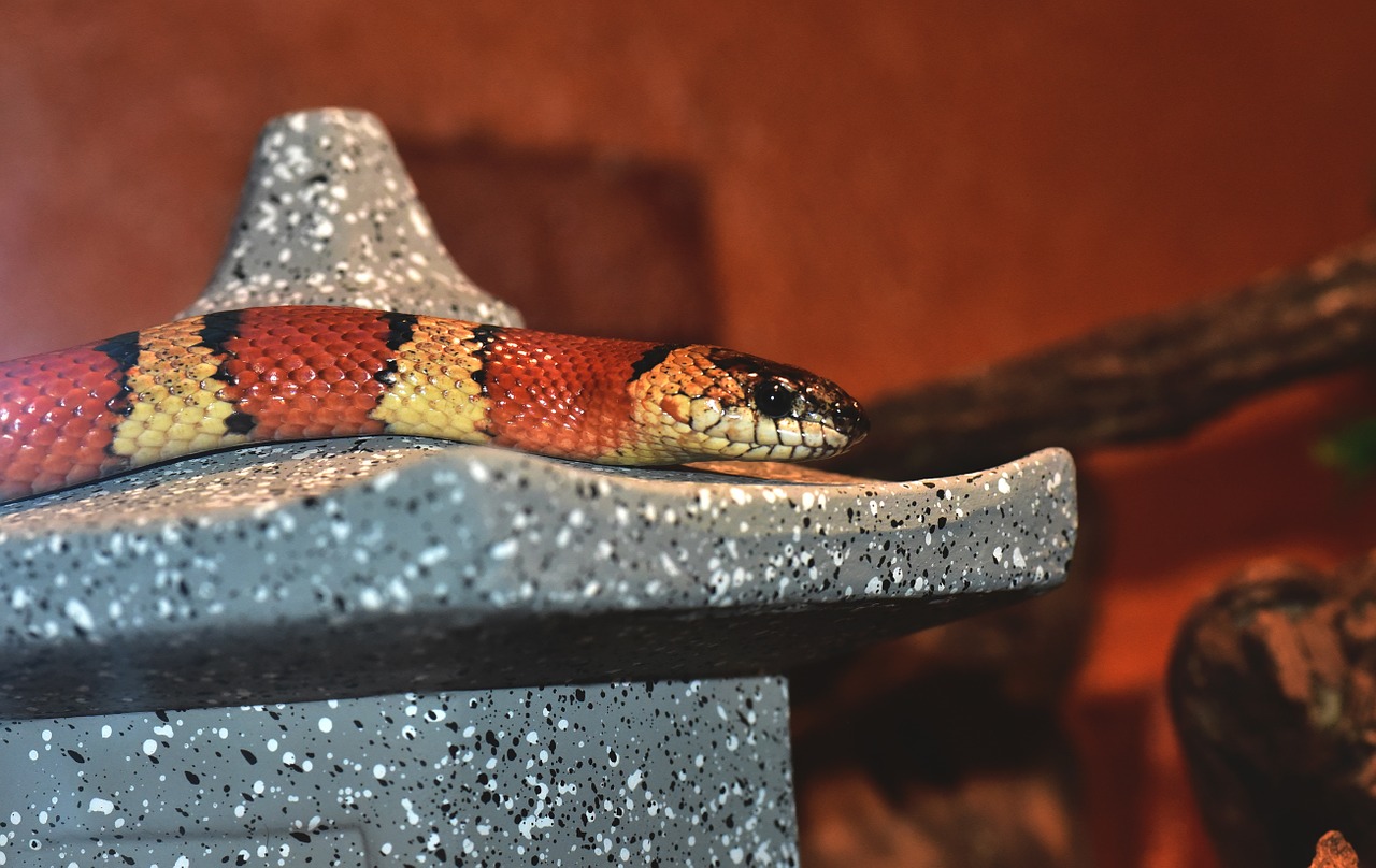 king snake snake banded free photo