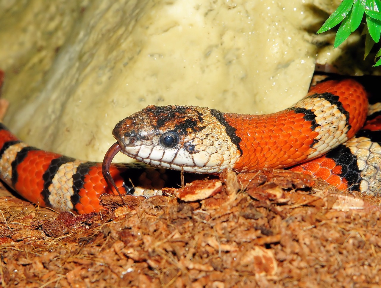 king snake snake banded free photo