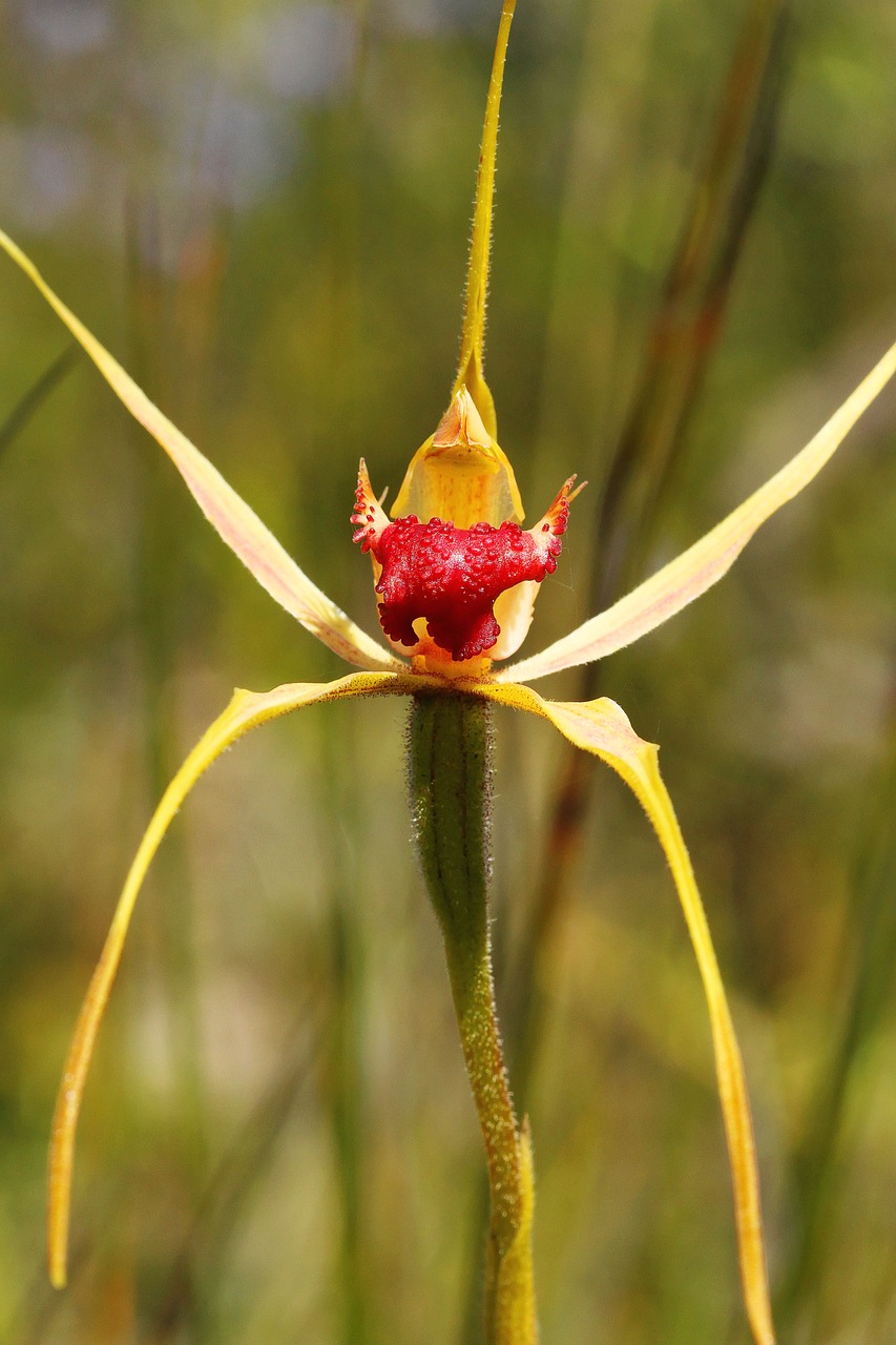 king spider  orchids  wildflowers free photo