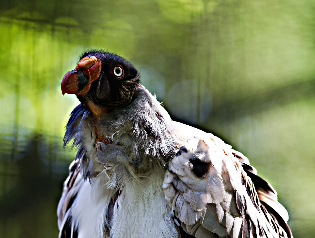 king vulture berlin zoo free photo