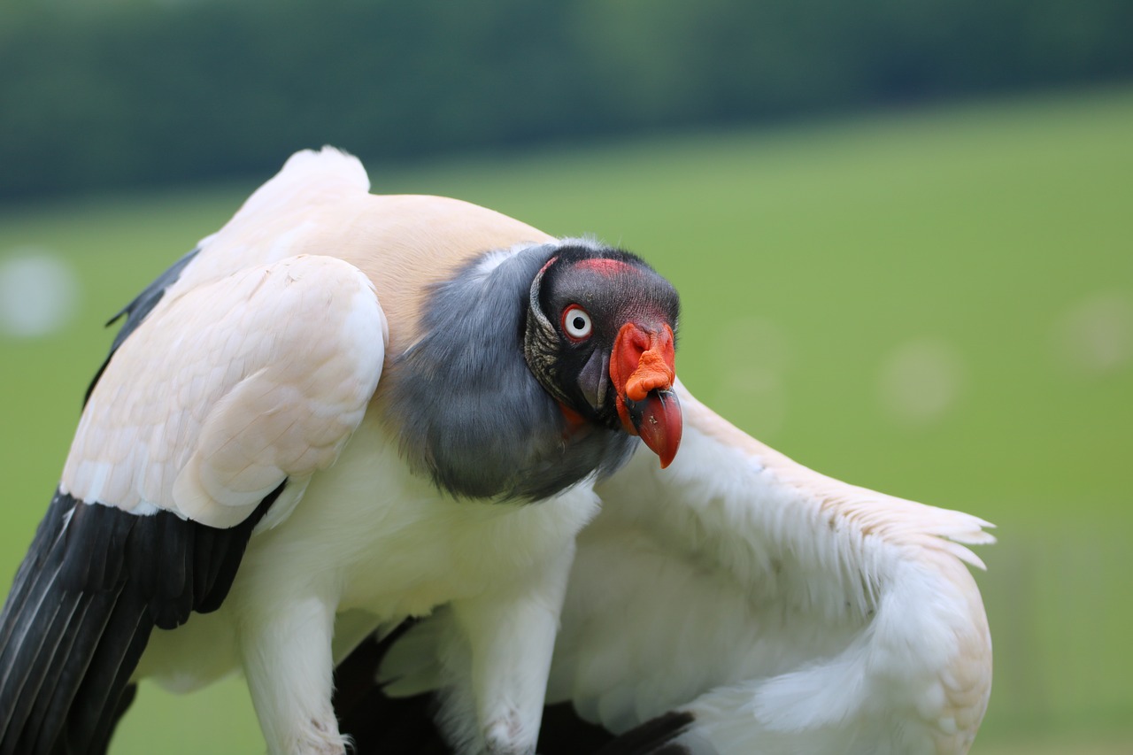 king vulture bird of prey vulture free photo