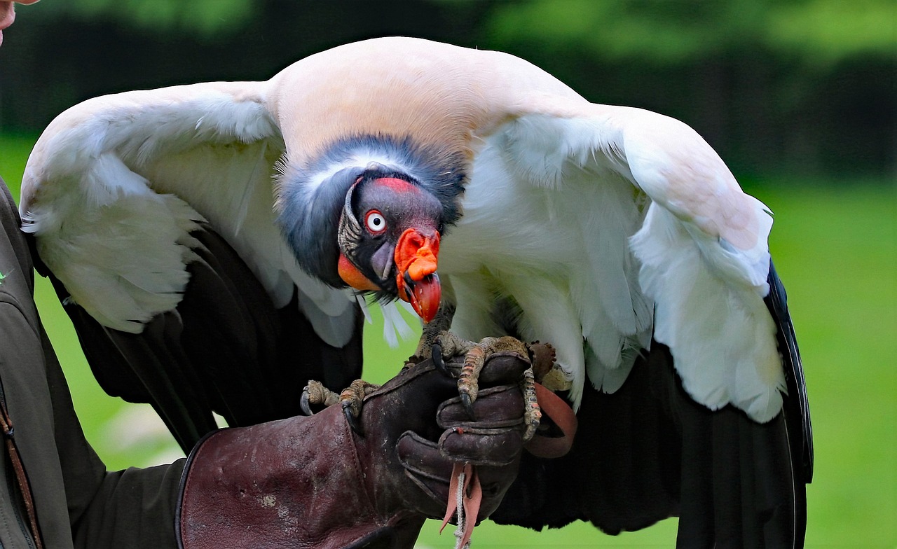 king vulture vulture king free photo