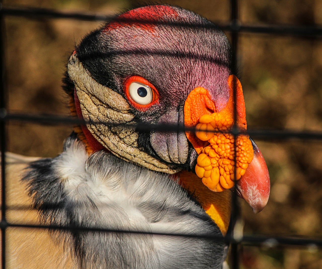 king vulture bird central america range free photo