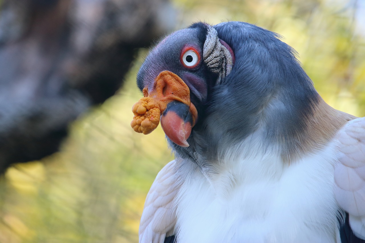 king vulture  bird  colorful free photo