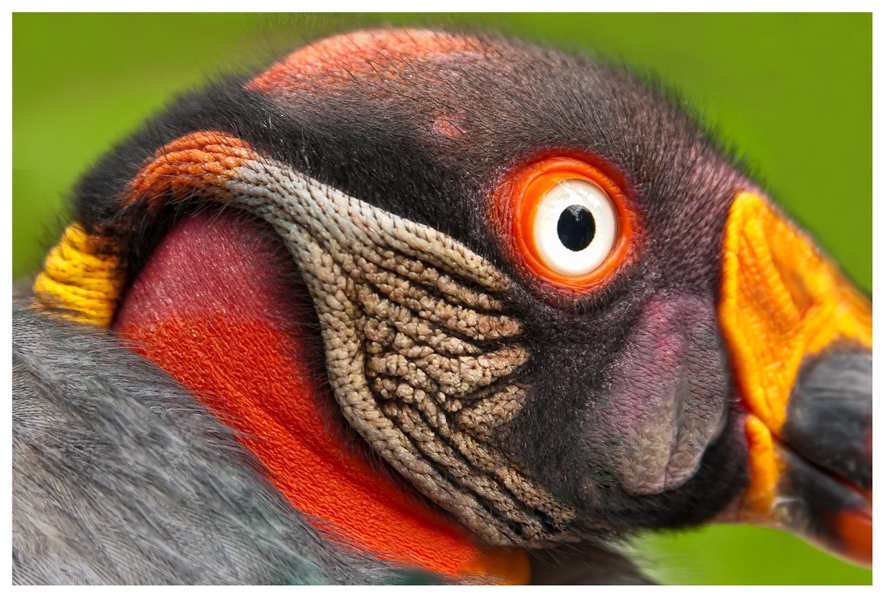 king vulture bird bird of prey free photo