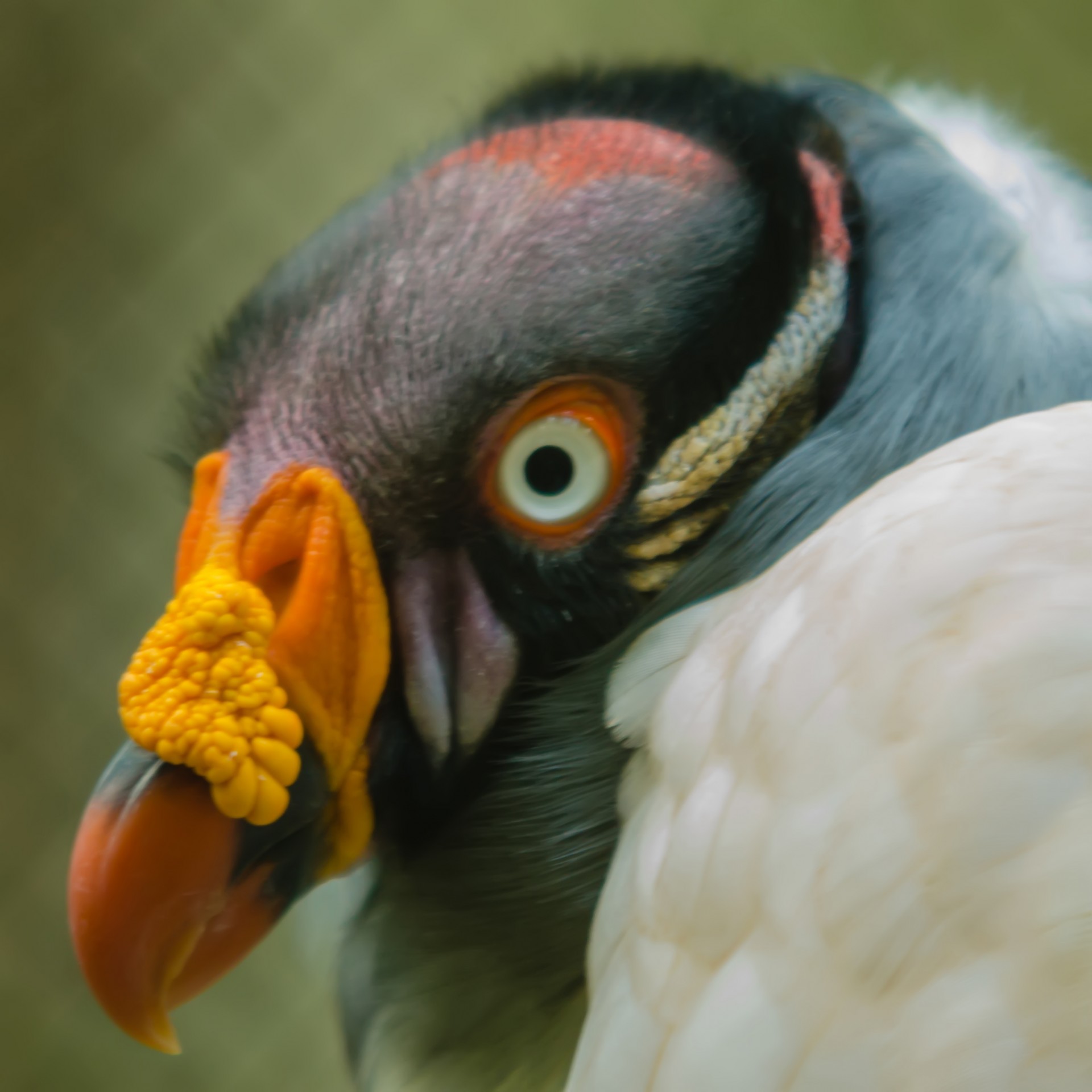 king vulture colored free photo