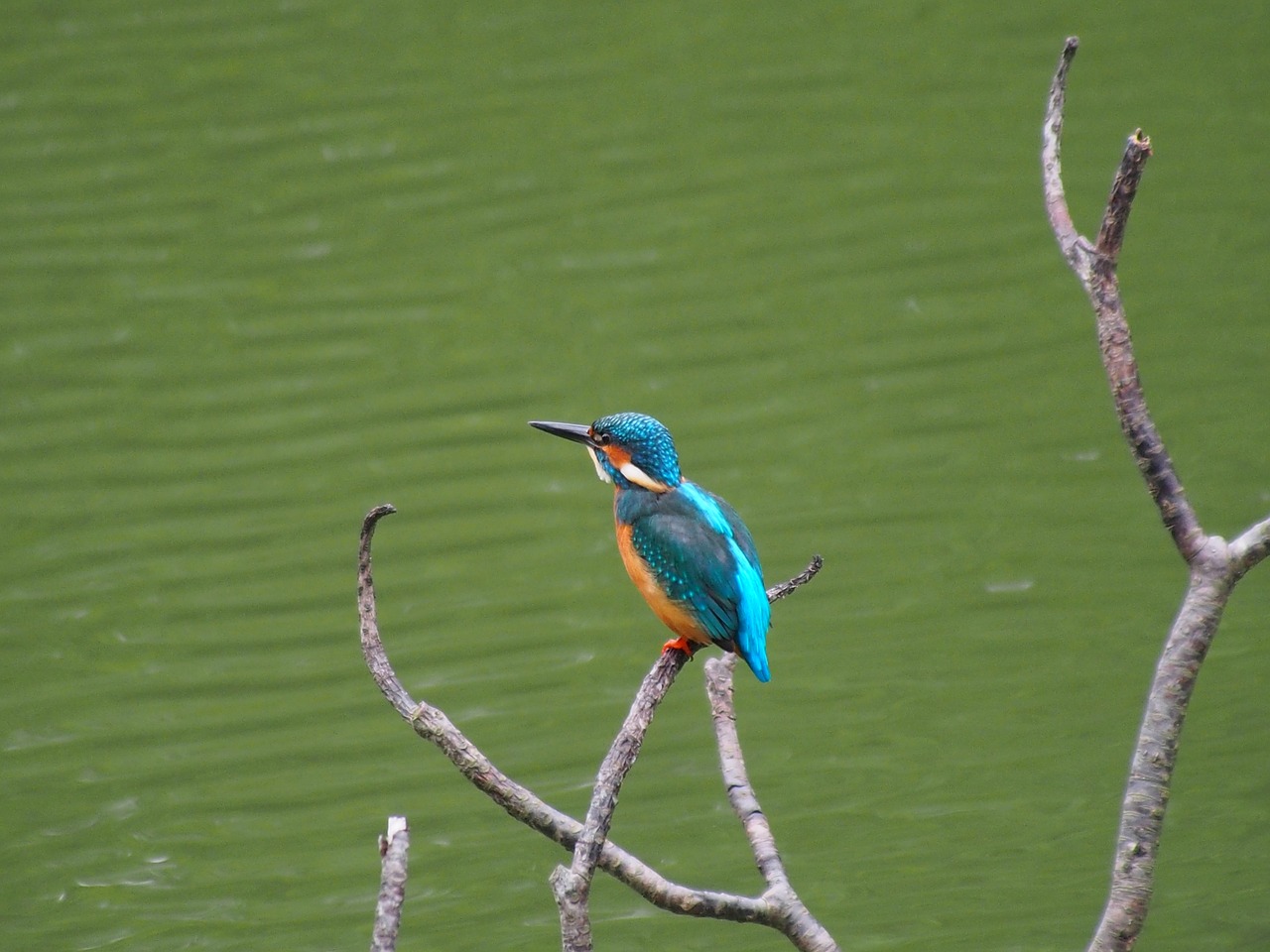 kingfisher bird male free photo