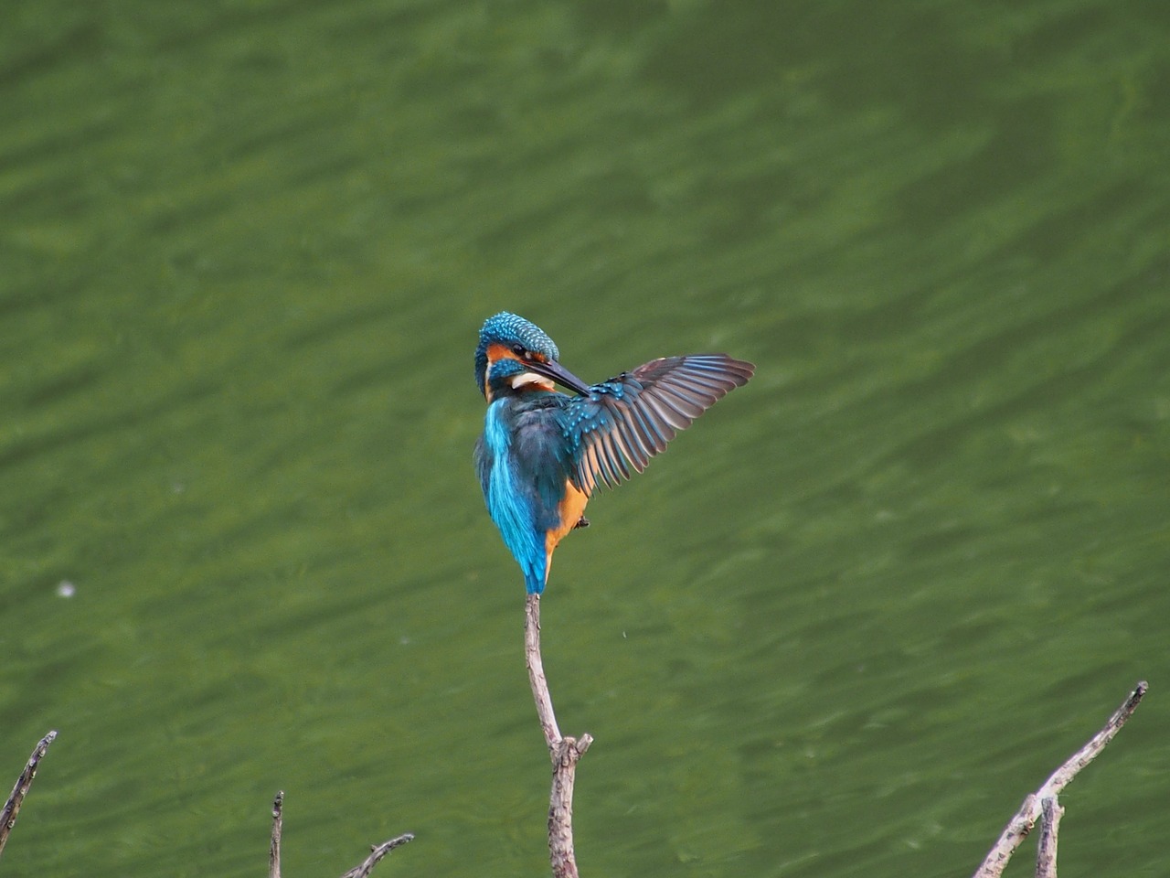 kingfisher male rest free photo