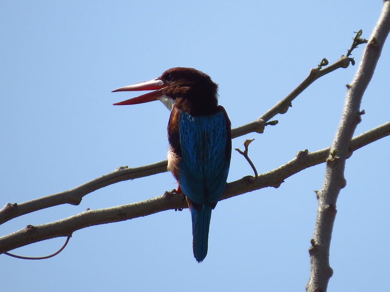 kingfisher bird nature free photo