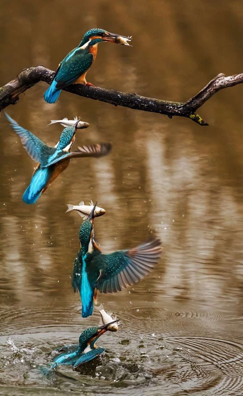 kingfisher bird alcedo atthis free photo