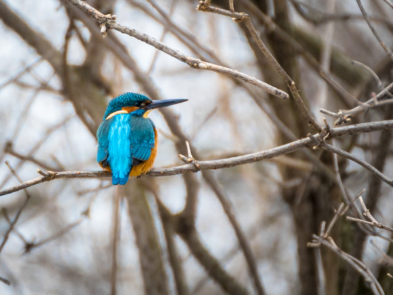 kingfisher bird nature free photo