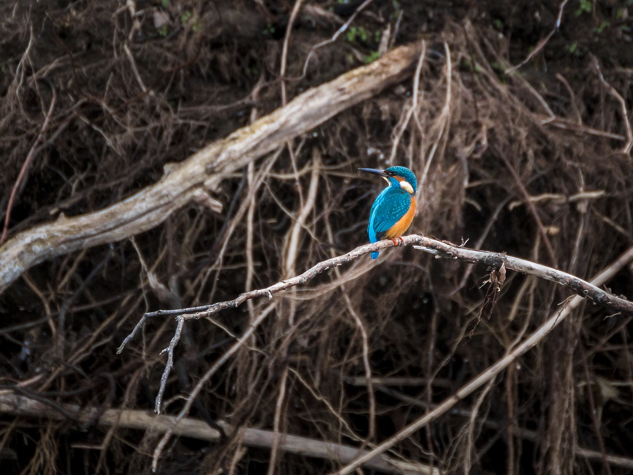 kingfisher bird nature free photo