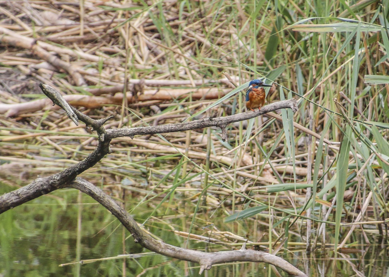 kingfisher bird animal free photo