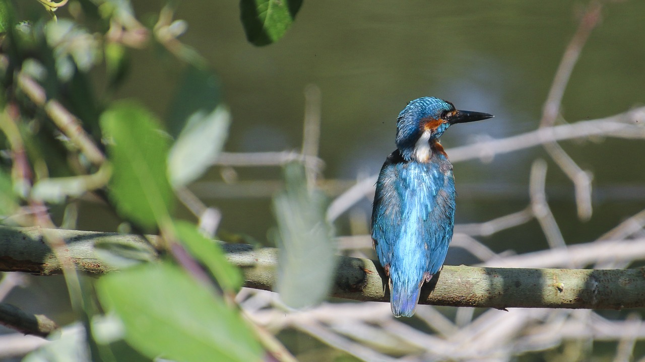 kingfisher bird clean free photo