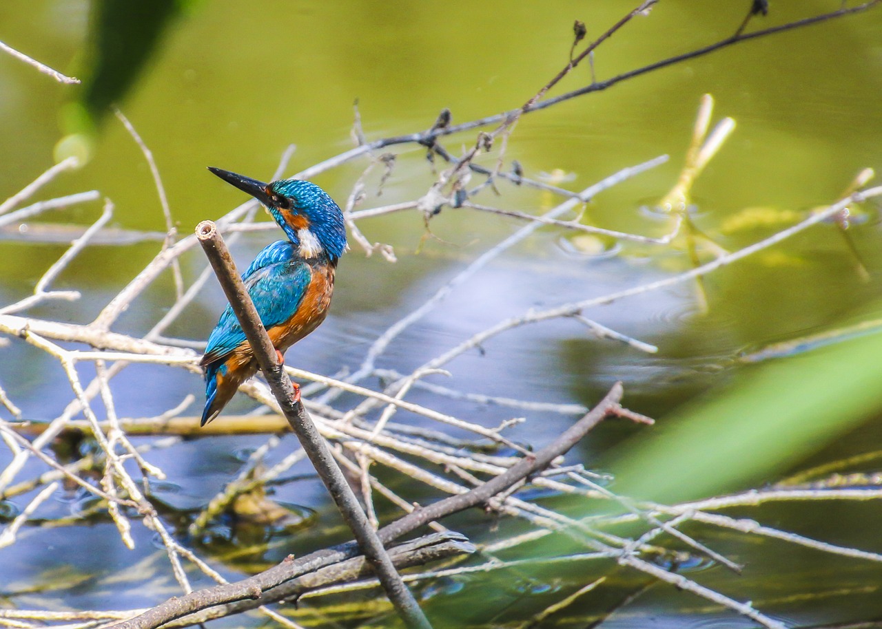 kingfisher bird clean free photo