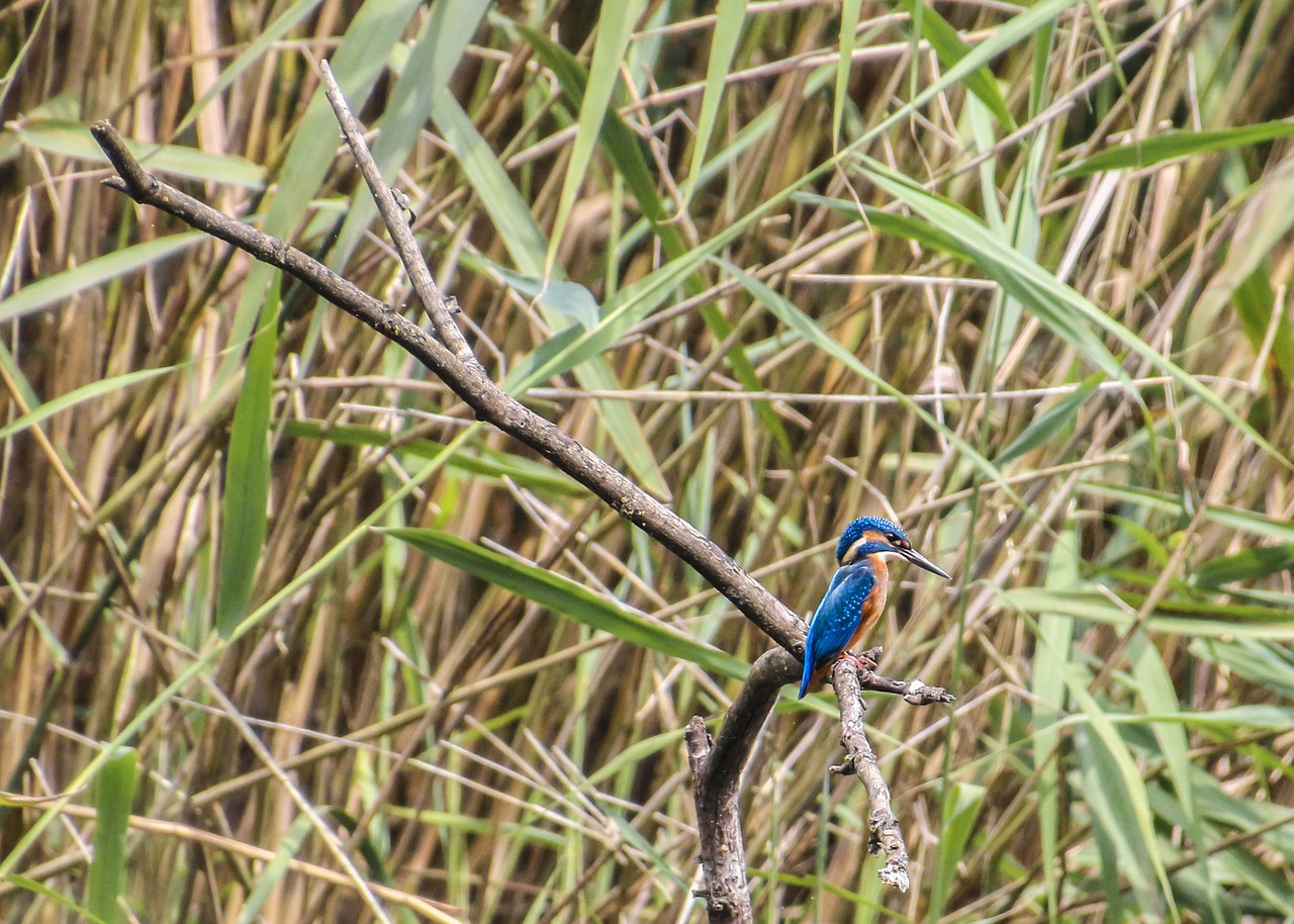 kingfisher bird clean free photo