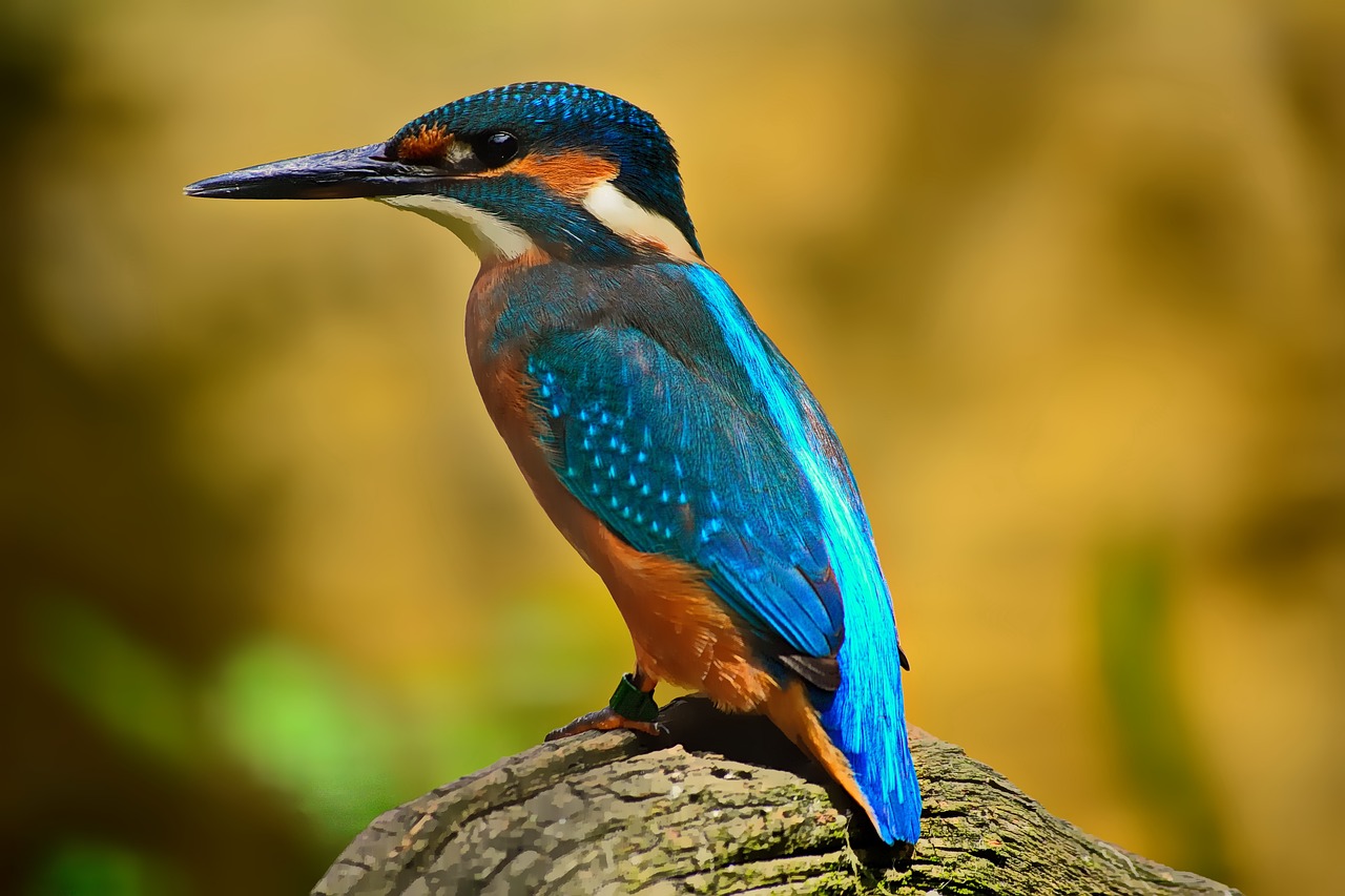 kingfisher blue plumage free photo