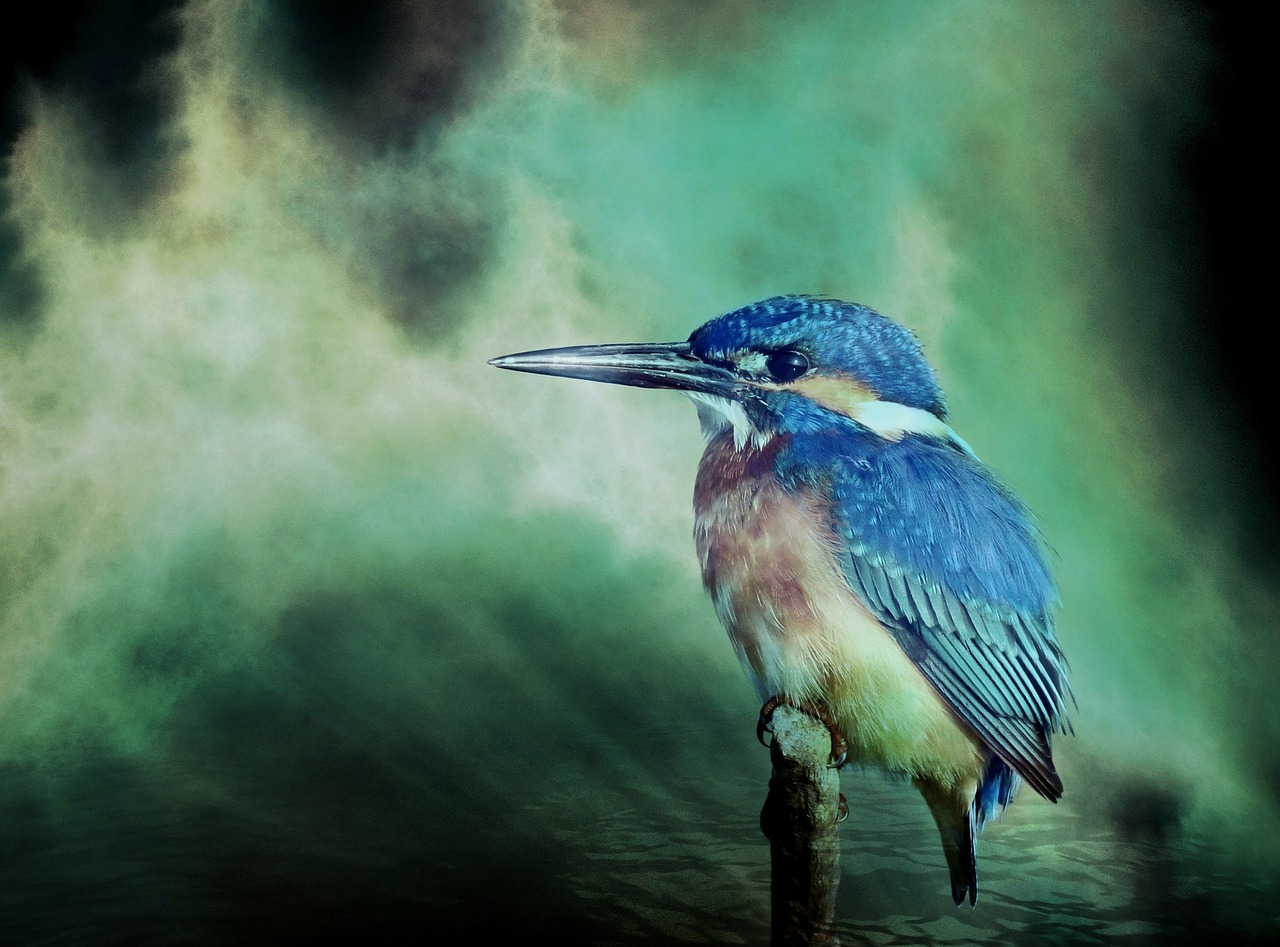 kingfisher bird animal free photo