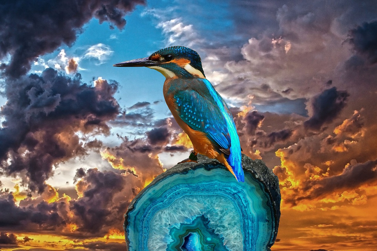 kingfisher bird fantasy free photo