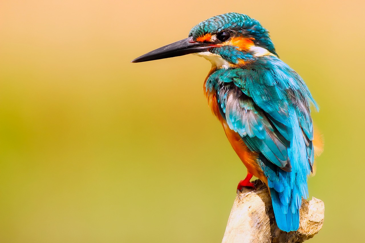 kingfisher bird wildlife free photo