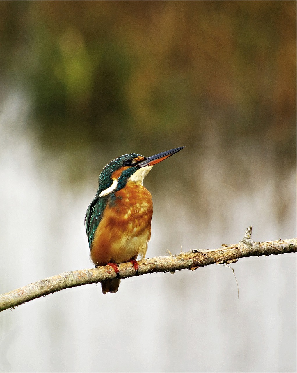 kingfisher female birds free photo