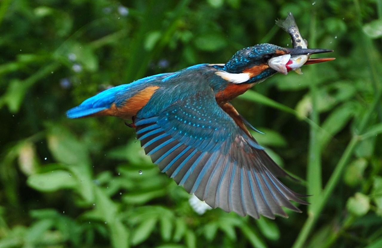 kingfisher bird fishing free photo