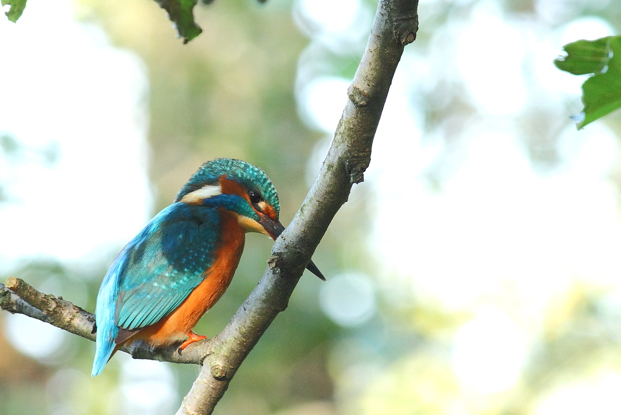 kingfisher bird wild free photo