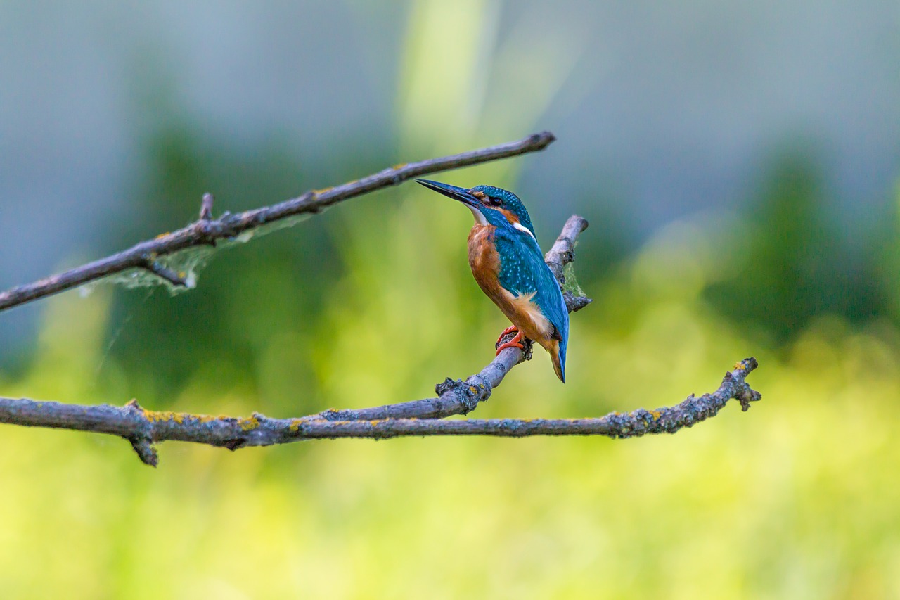 kingfisher bird colorful free photo