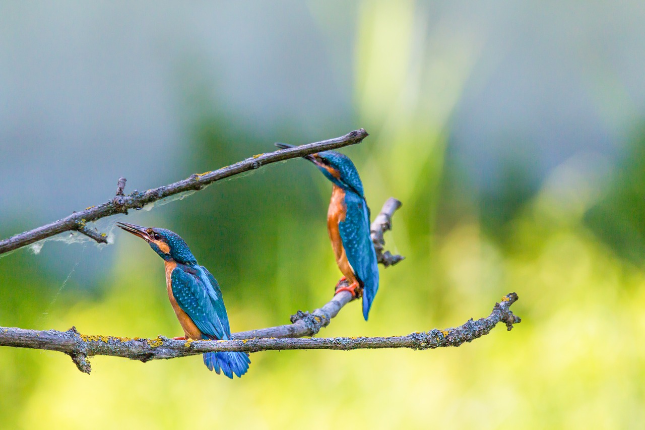 kingfisher bird colorful free photo