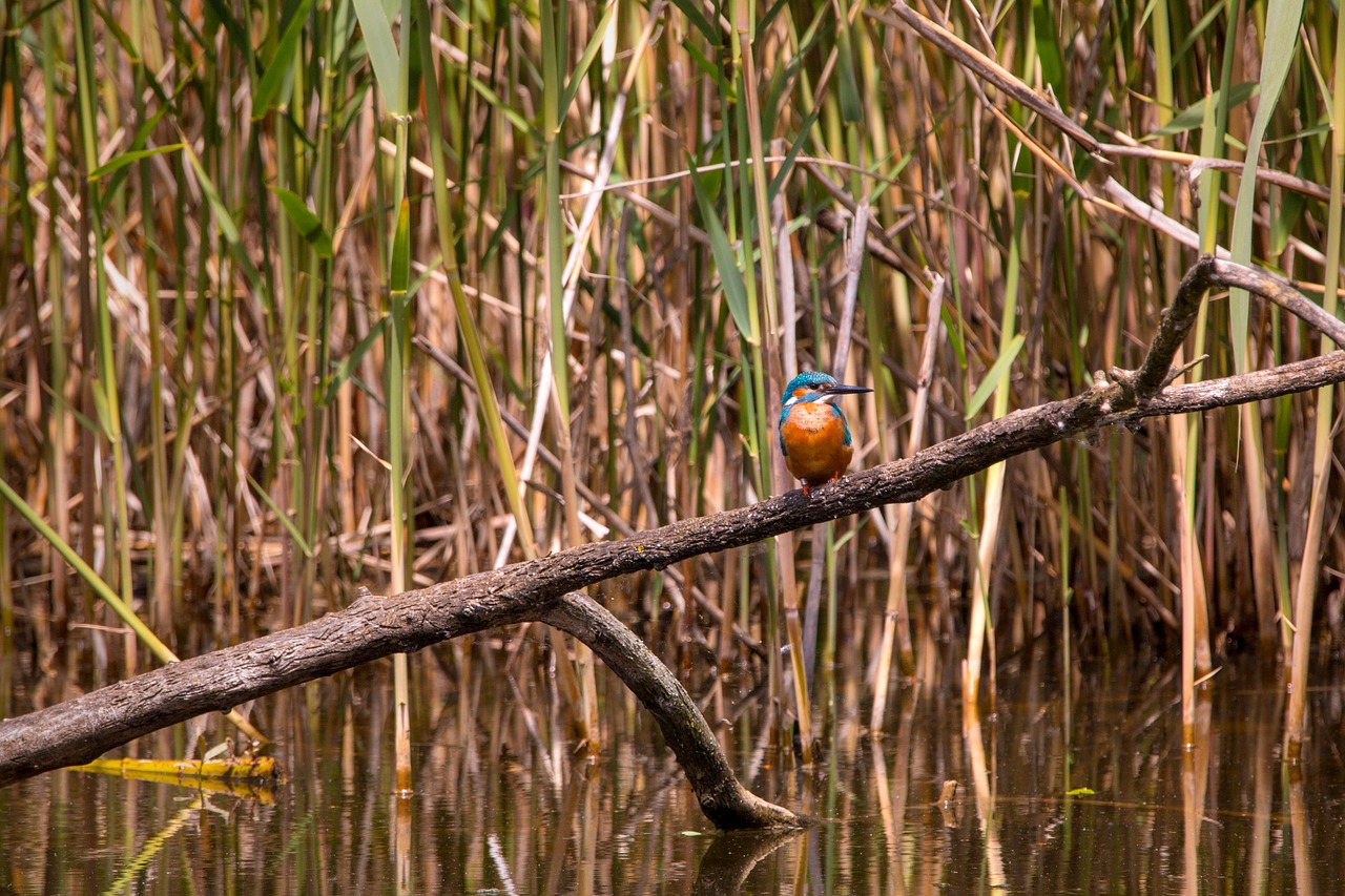kingfisher nature branch free photo