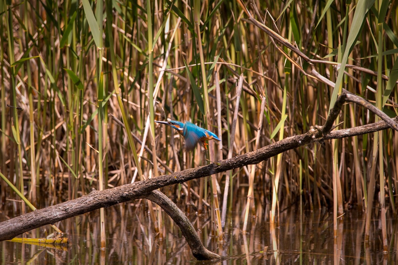 kingfisher flying flies free photo